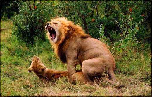 lionmating