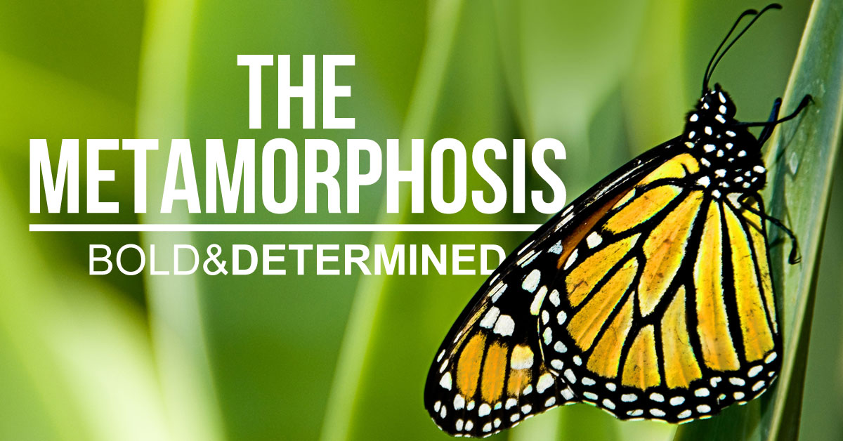 The Metamorphosis